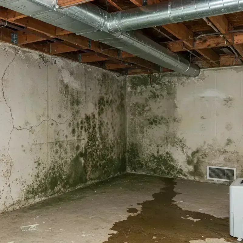 Professional Mold Removal in Leesburg, AL